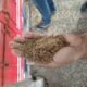 Fiscalização apreende 40 toneladas de farelo de soja adulterado em porto