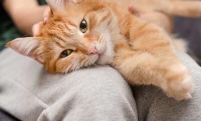 Estresse dos gatos pode estar relacionado a doença rara