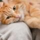Estresse dos gatos pode estar relacionado a doença rara