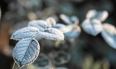 Geada negra ameaça lavouras no Sul em meio a frio intenso