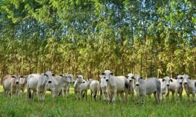 Sistema silvipastoril permite lotação de rebanho 256% maior que a média nacional