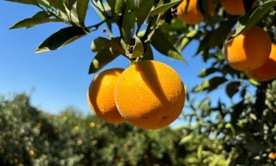 Duas novas variedades de laranja mais precoces e produtivas chegam ao Brasil
