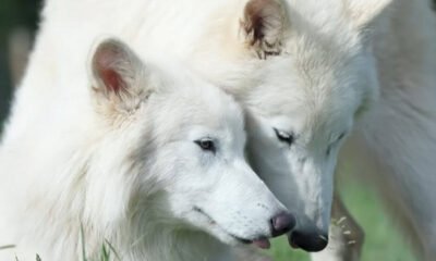 Lobos “quase” terríveis fazem seis meses e dobram de tamanho