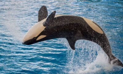 Orcas surpreendem criando ferramentas para higiene com algas marinhas