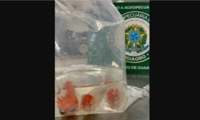 Passageiro tenta entrar no país com 8 peixes vivos escondidos na bagagem