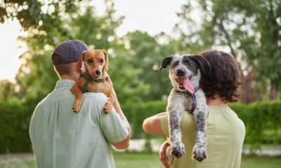 Você pode ter um pet exótico? Veja 8 animais liberados no Brasil