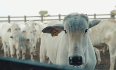 Arroba do boi gordo sobe quase R$ 10 em Minas Gerais; veja as cotações