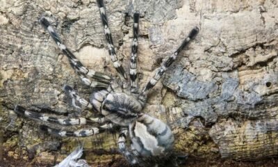 A maior aranha do mundo tem quase o tamanho de um prato; veja!