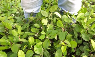 Novo bioinsumo da Embrapa promete pastagens mais produtivas e menor uso de fertilizantes
