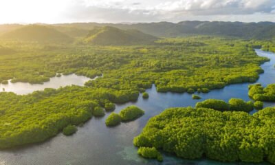 Madeireiros ilegais lucram com créditos de carbono na Amazônia, aponta investigação