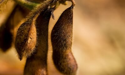 Mercado global de seguros agrícolas deve atingir US$ 61 bilhões até 2030