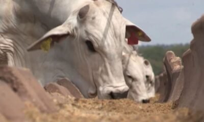 Malásia autoriza importação de colágeno bovino do Brasil