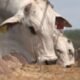Malásia autoriza importação de colágeno bovino do Brasil