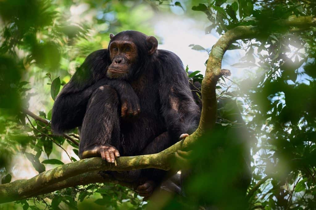 Chimpanzé