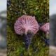 Espécies de fungos são descobertas na Antártica por cientistas brasileiros