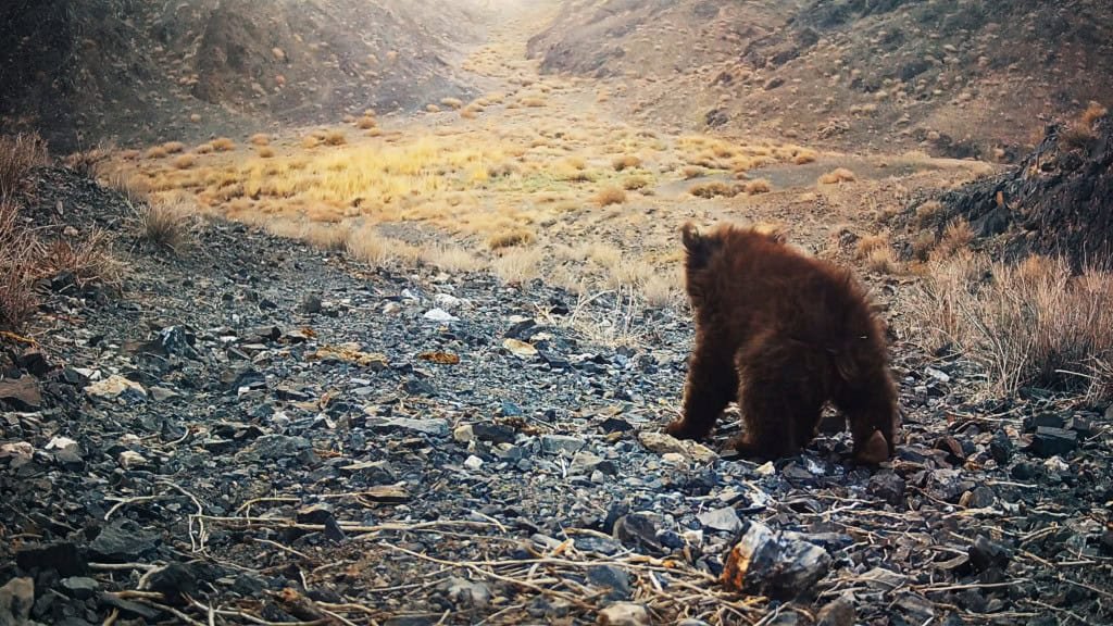 Imagem de episódio de documentário do Apple TV+ sobre urso-de-gobi