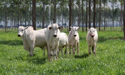 Pecuária na Amazônia tem tecnologia para produzir com responsabilidade