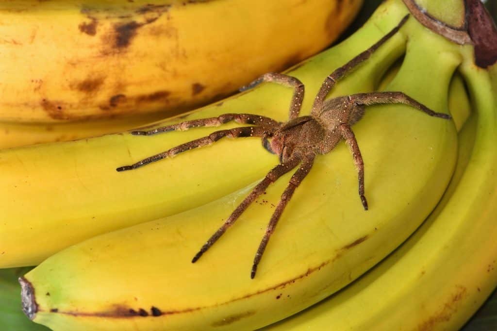 aranha armadeira