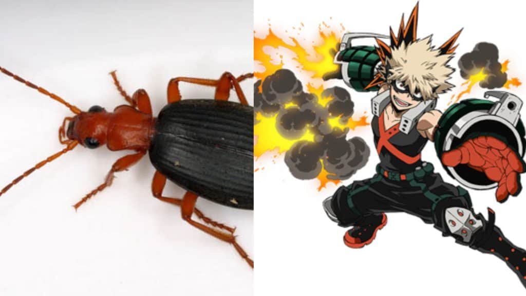 Besouro-bombardeiro e Bakugou