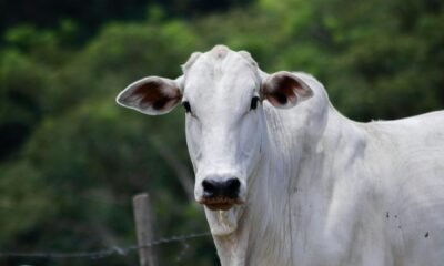 Frio aumenta riscos de doenças respiratórias em bovinos e exige atenção de pecuaristas