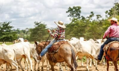 Quanto custa produzir uma arroba no pasto? Veja como calcular
