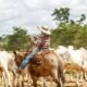Quanto custa produzir uma arroba no pasto? Veja como calcular