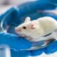 Ratos paralisados voltam a andar com novo implante cerebral
