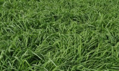 Panicum resistente para cavalos: qual a melhor opção além do tifton?