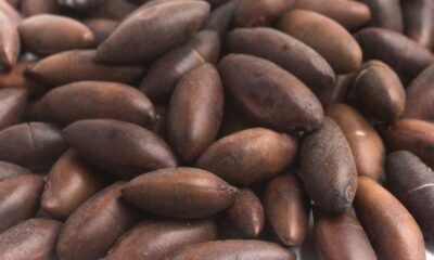 Brasil passará a exportar castanha de baru à União Europeia