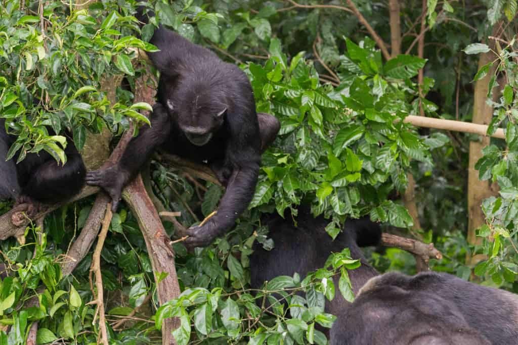 Usando um pedaço de pau como ferramenta, este chimpanzé adulto conseguiu acessar o mel que estava dentro de uma fenda em um galho.