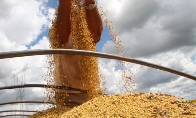 Saiba as projeções do USDA para a produção de soja 25/26