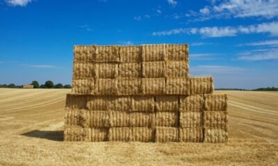 Feno com braquiária e panicum? Dá certo e pode turbinar sua fazenda!