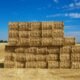 Feno com braquiária e panicum? Dá certo e pode turbinar sua fazenda!