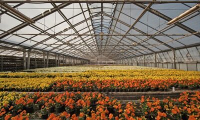 estufa aquece e garante produção em período de frio