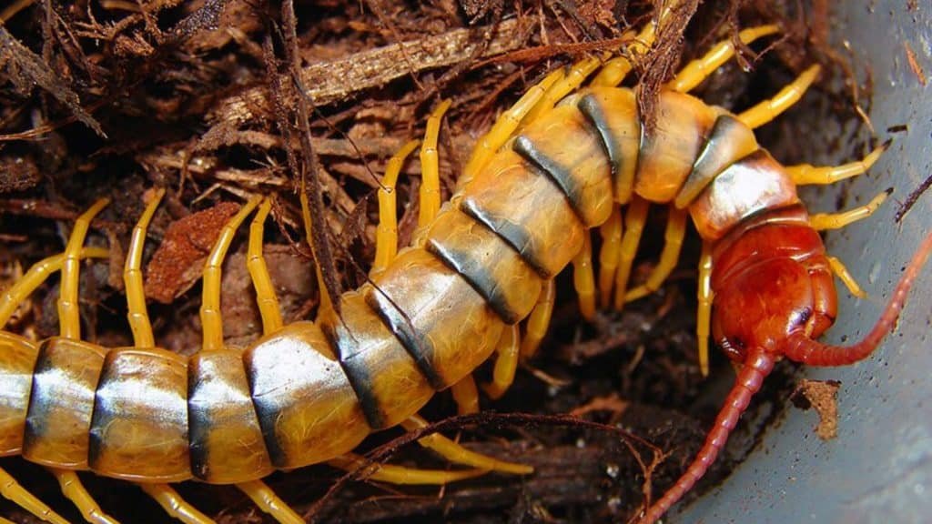 Lacraia (Scolopendra polymorpha)