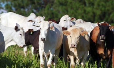 Preços da arroba do boi gordo têm nova queda; confira as cotações