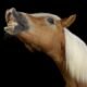 Sabia que cavalos fazem caretas para se comunicar?