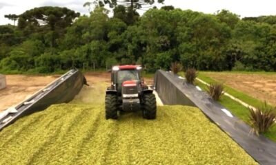 Geada queimou o milho? Saiba como transformá-lo em silagem de qualidade