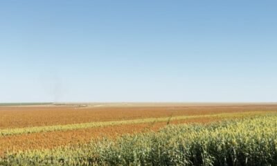 Produção de sorgo cresce e ganha protagonismo para mercado de biocombustíveis na Bahia