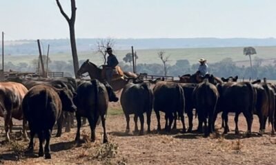 Guzerá na carne premium: raças além do angus surpreendem nos cruzamentos