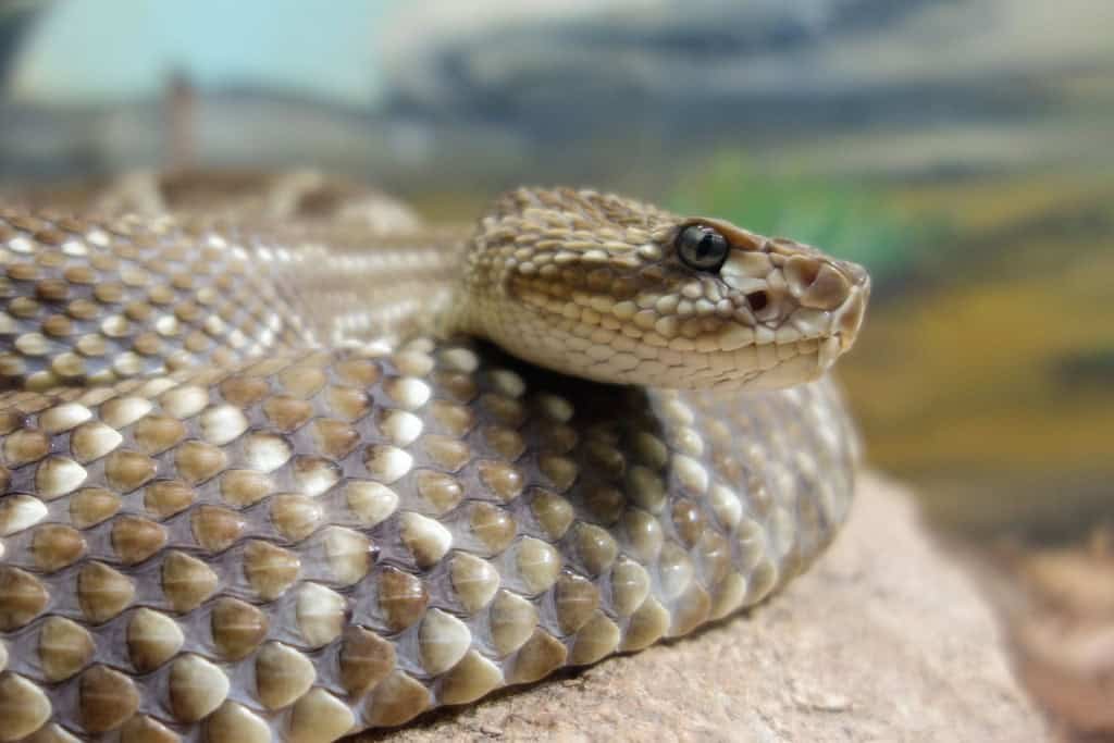 cobra cascavel