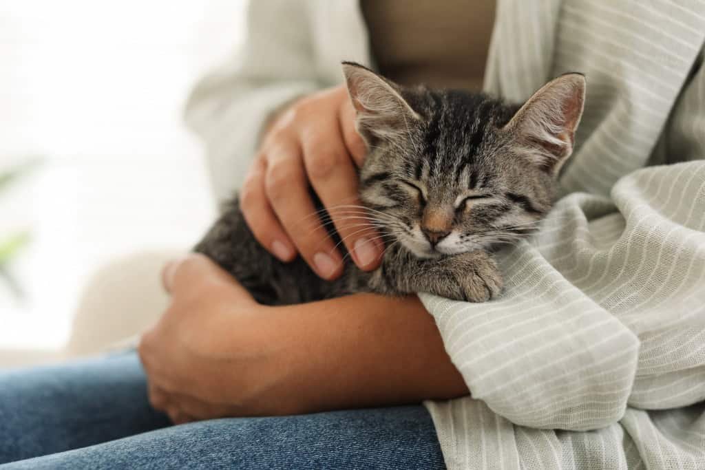 Gato recebendo carinho no colo