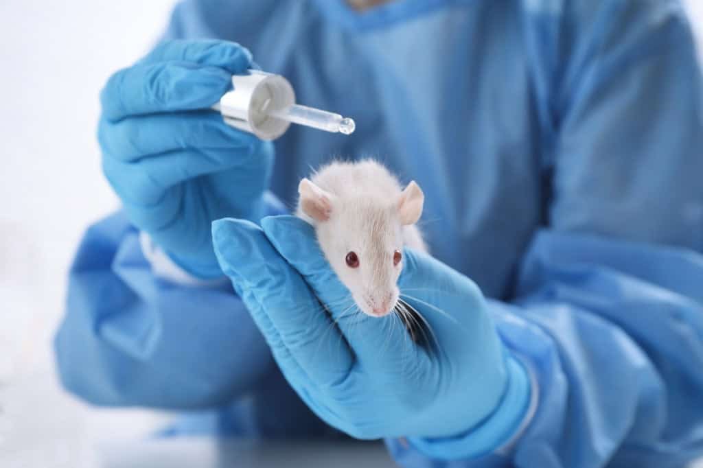 Pesquisador pingando uma substância em um rato