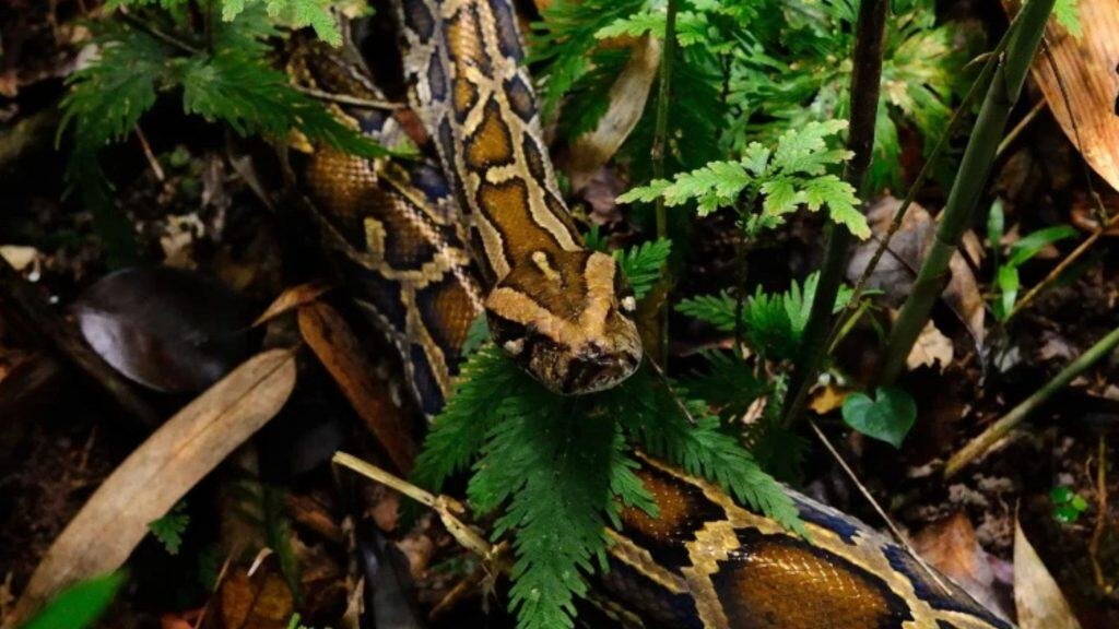 Python bivittatus