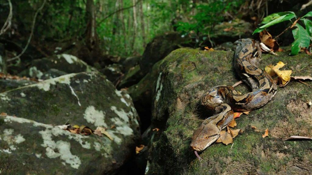 Python reticulatus