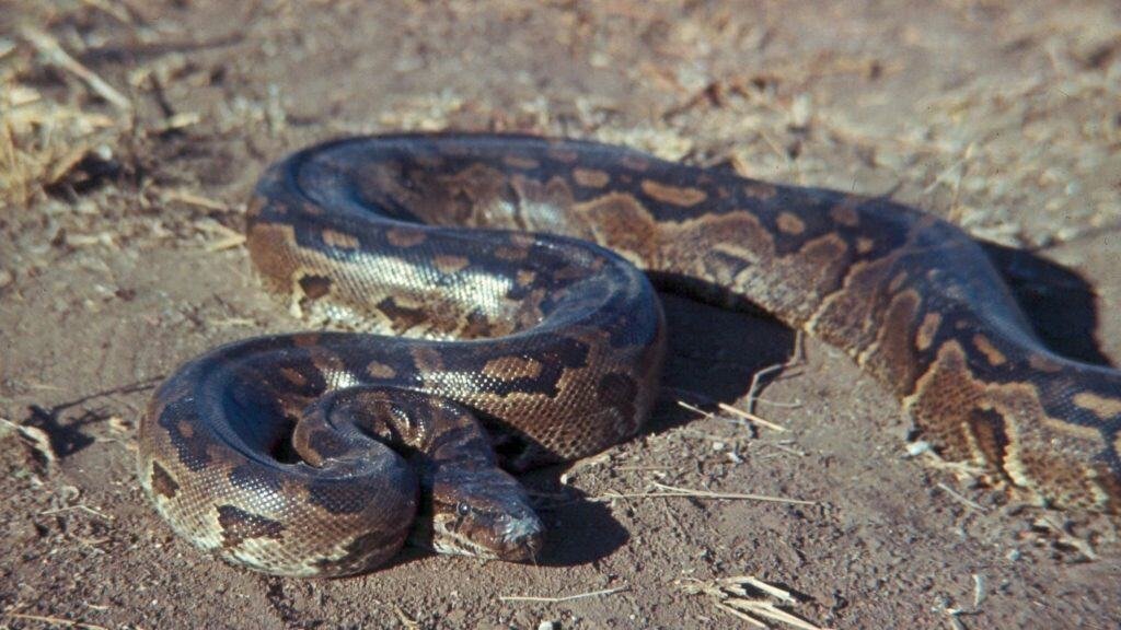 Python sebae