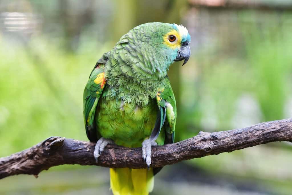 Papagaio-da-testa-azul